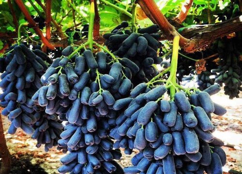 葡萄定植浇水都有哪些讲究