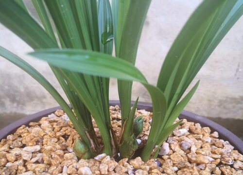 用什么养护兰花壮根又壮苗