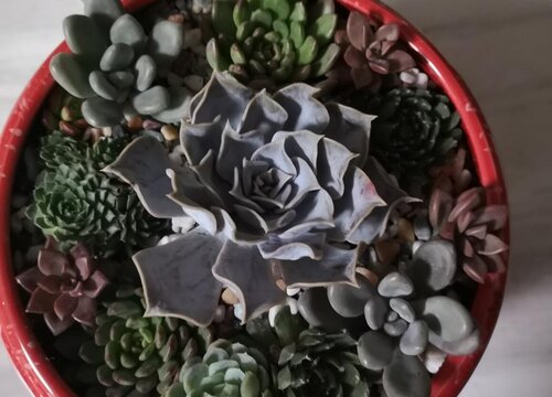 夏天养法师需要远离的致命点