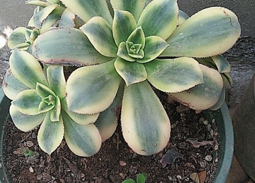 夏天养法师需要远离的致命点