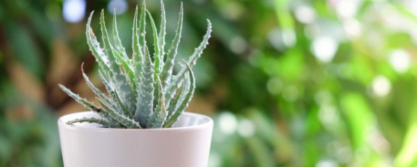 新房放什么植物除甲醛