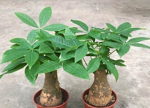 摇钱树怎么修剪枝叶的教程