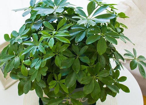 摇钱树怎么修剪枝叶的教程