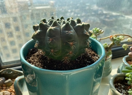 仙人球适合大盆还是小盆