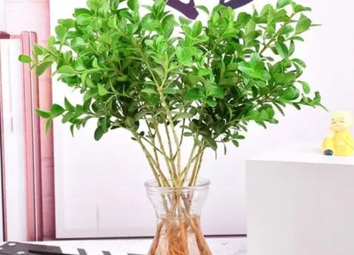 米兰开完花如何修剪开花越来越多