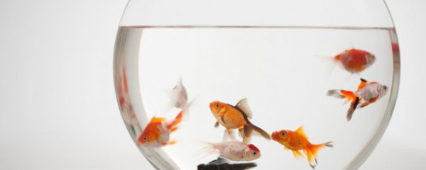 红龙鱼用什么灯发色好