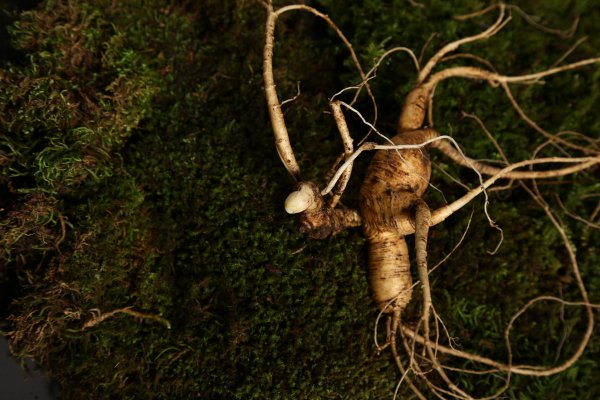 带泥土鲜人参怎么保存最久