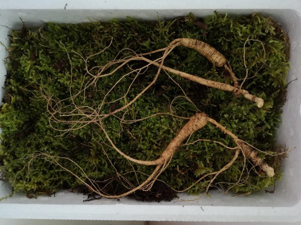 带泥土鲜人参怎么保存最久