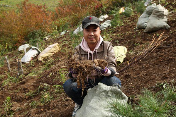 带泥土鲜人参怎么保存最久