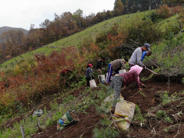 带泥土鲜人参怎么保存最久