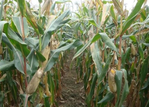 先玉1483玉米种子介绍