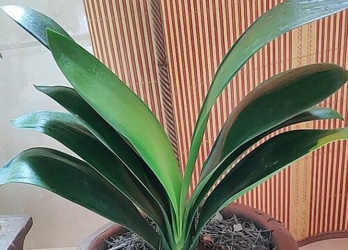 君子兰什么季节开花