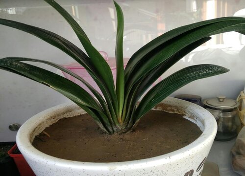 君子兰什么季节开花