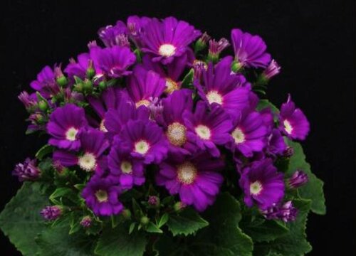 年宵花有哪些品种