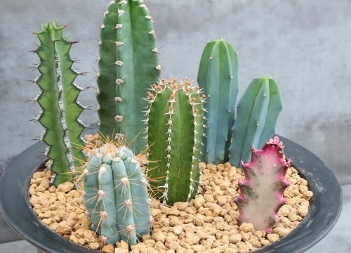 量天尺的养殖方法和注意事项有哪些