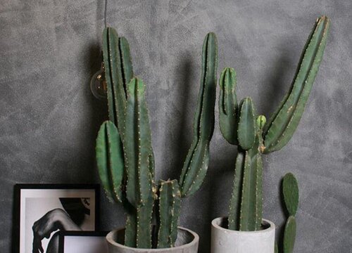 量天尺的养殖方法和注意事项有哪些