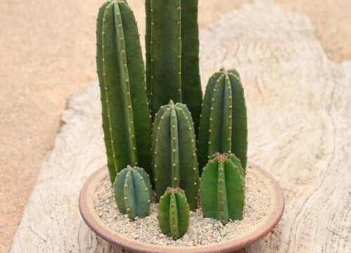 量天尺的养殖方法和注意事项有哪些