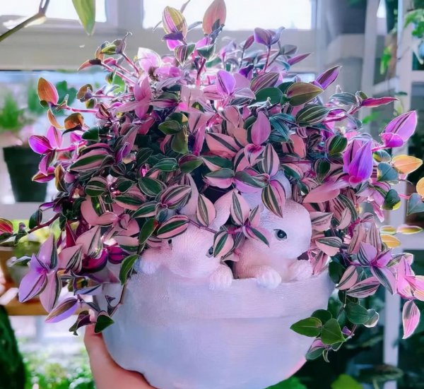 吊兰适合室内还是室外养