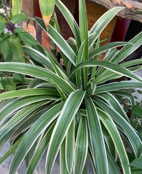 吊兰适合室内还是室外养