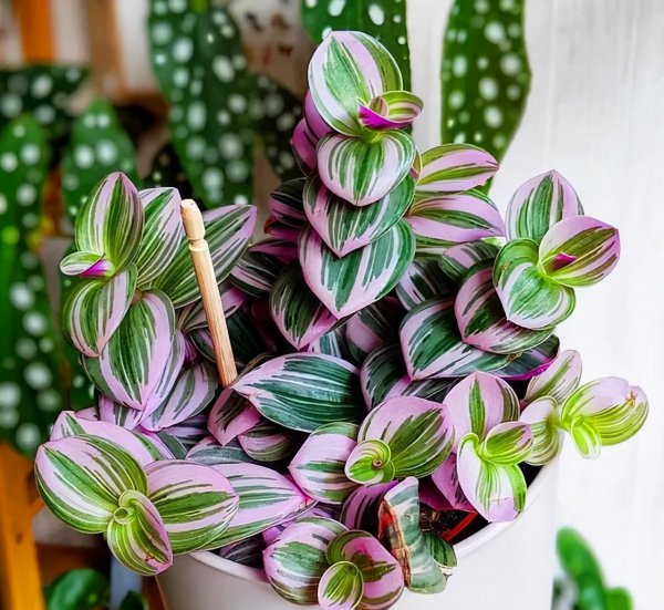 吊兰适合室内还是室外养