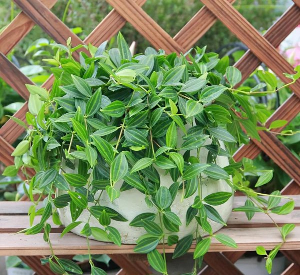 吊兰适合室内还是室外养