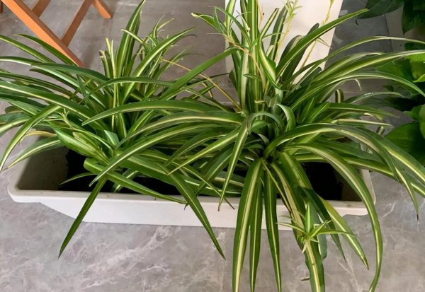 吊兰适合室内还是室外养