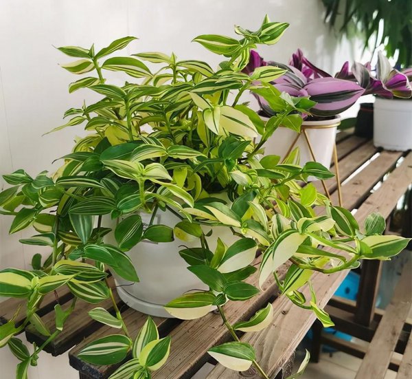 吊兰适合室内还是室外养