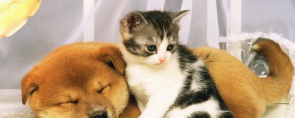 家里养猫如何清洗毛绒