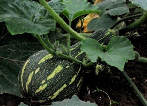 北瓜和南瓜的区别