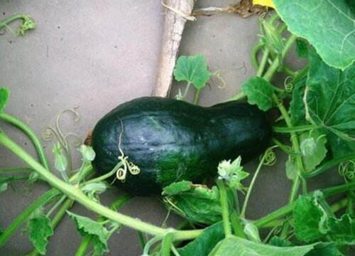 北瓜和南瓜的区别