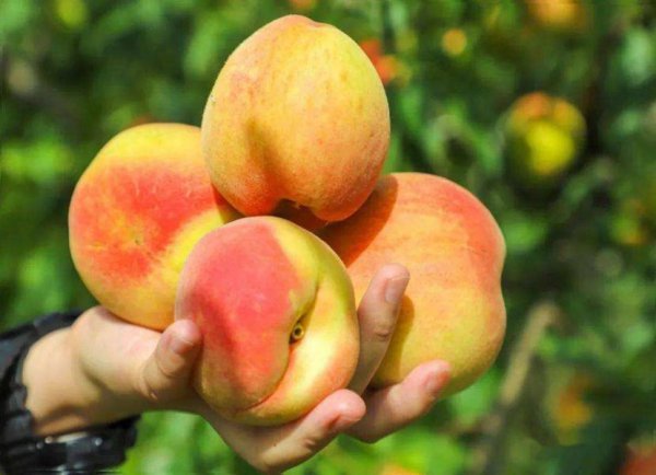 哪里的桃子最好吃最出名