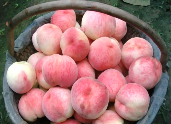 哪里的桃子最好吃最出名