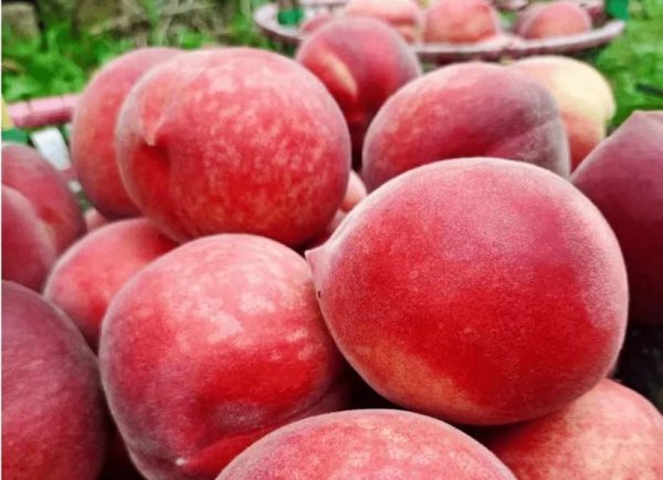 哪里的桃子最好吃最出名