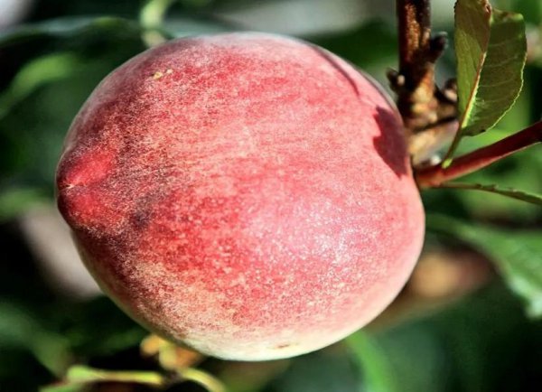 哪里的桃子最好吃最出名