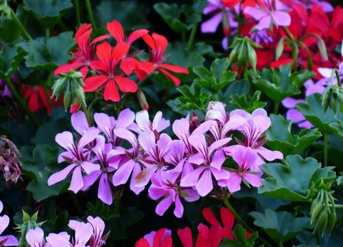 天竺葵养护管理方法