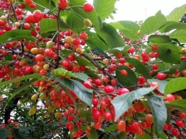 冬季如何管理樱桃树防寒工作