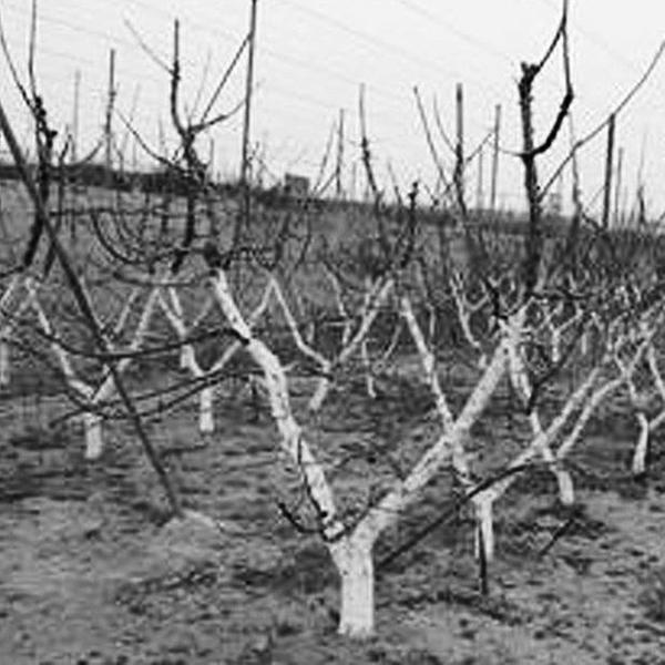 冬季如何管理樱桃树防寒工作