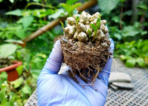 藤三七花的功效与作用及食用方法