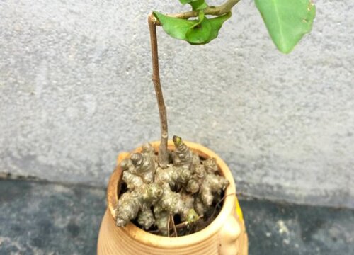 藤三七花的功效与作用及食用方法