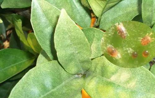 阿维菌素主要治什么虫效果最好