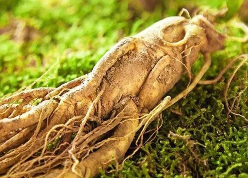 人参几月份收获