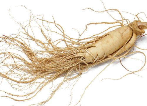 人参几月份收获