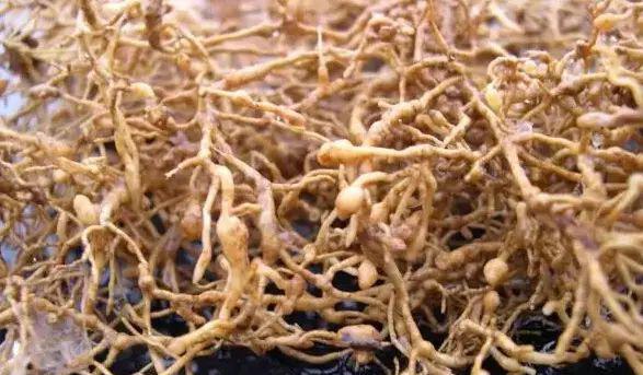 阿维菌素主要治什么虫效果最好