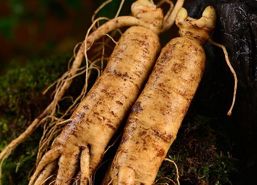 人参几月份收获