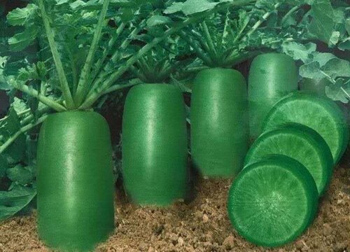 萝卜亩产量多少斤