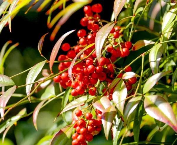 南天竹结果需要授粉吗