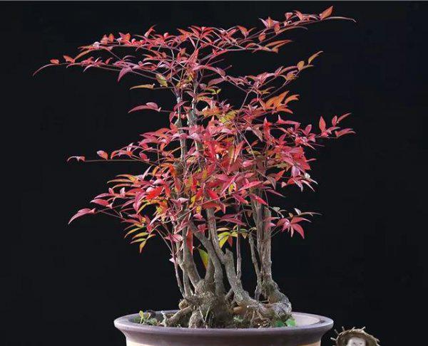 南天竹结果需要授粉吗