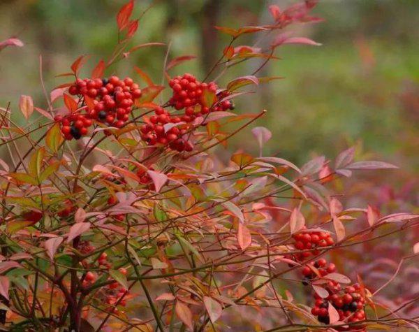 南天竹结果需要授粉吗