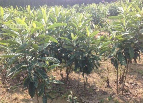 枇杷树喜阴还是喜阳光的植物