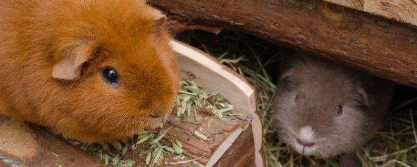 金丝熊和仓鼠能一起养吗